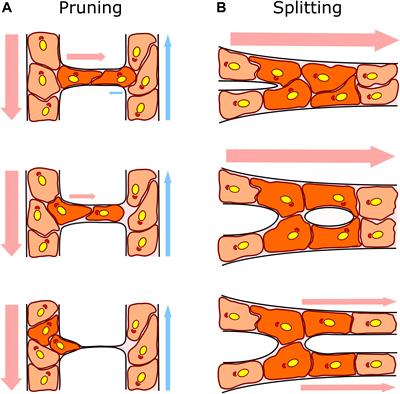 Remodeling of the Microvasculature: May the Blood Flow Be With You